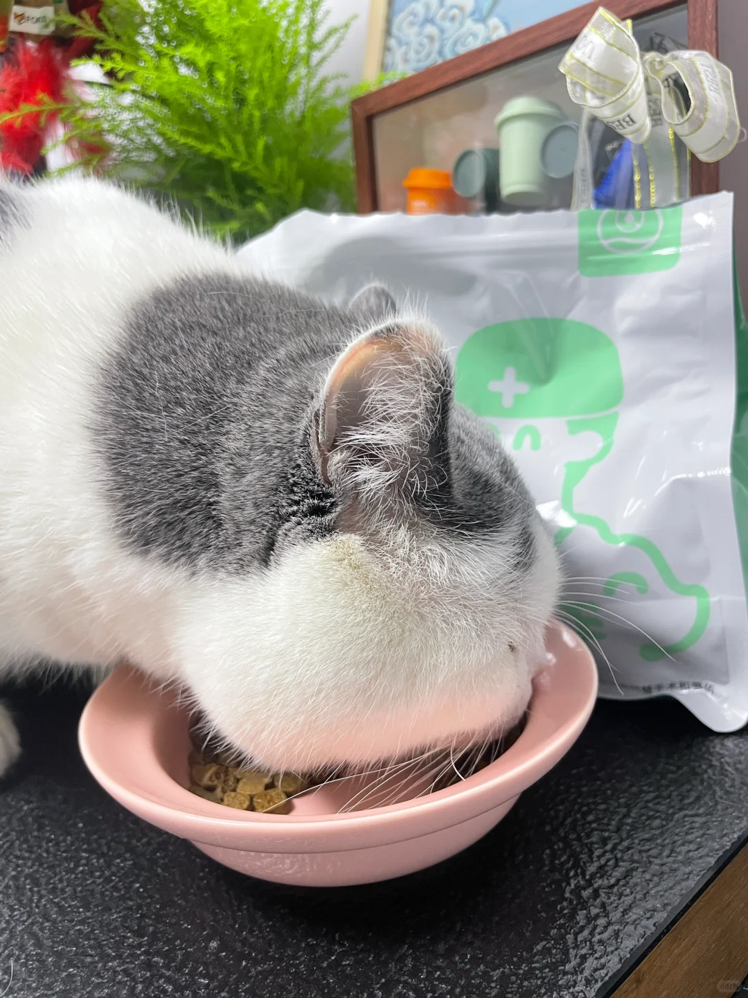 🐱成功瘦身记：轻松瘦出小蛮腰~