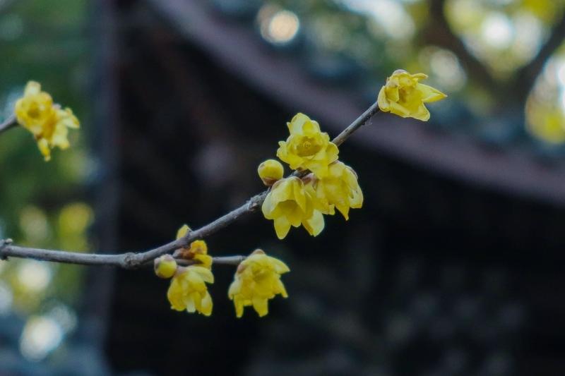 早春
浮生忙碌碌，早晚少闲闲。
蜡梅香春日，桃梅艳南园。