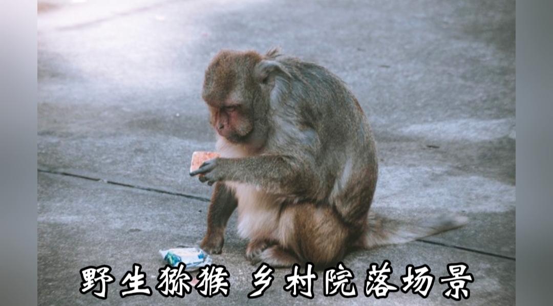 哭笑不得！野猴闯入村民家蹭吃蹭住还逗狗
 
稀奇一幕！四川泸州一只野生猴子闯进村