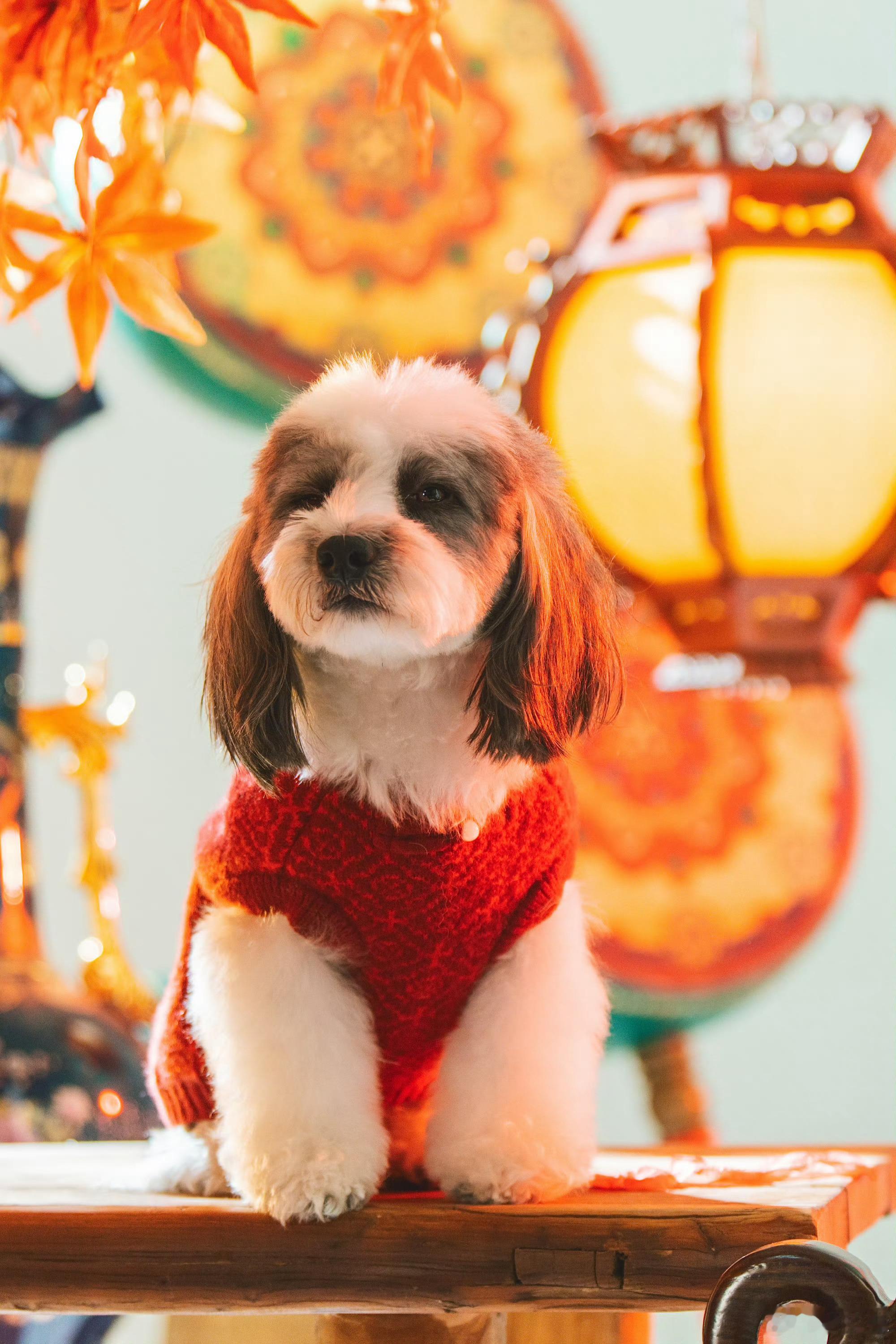 毛茸茸可爱小宝新毛衣是不是爸比的妈咪织的！俺们小九月变成大九月了