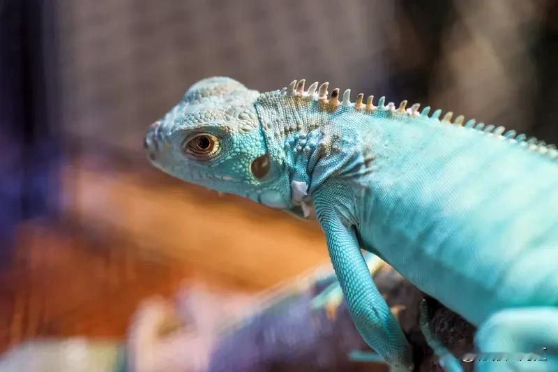 物种真能不断进化吗？这还真值得琢磨。从理论来讲，生物不断进化，基因频率改变就算进