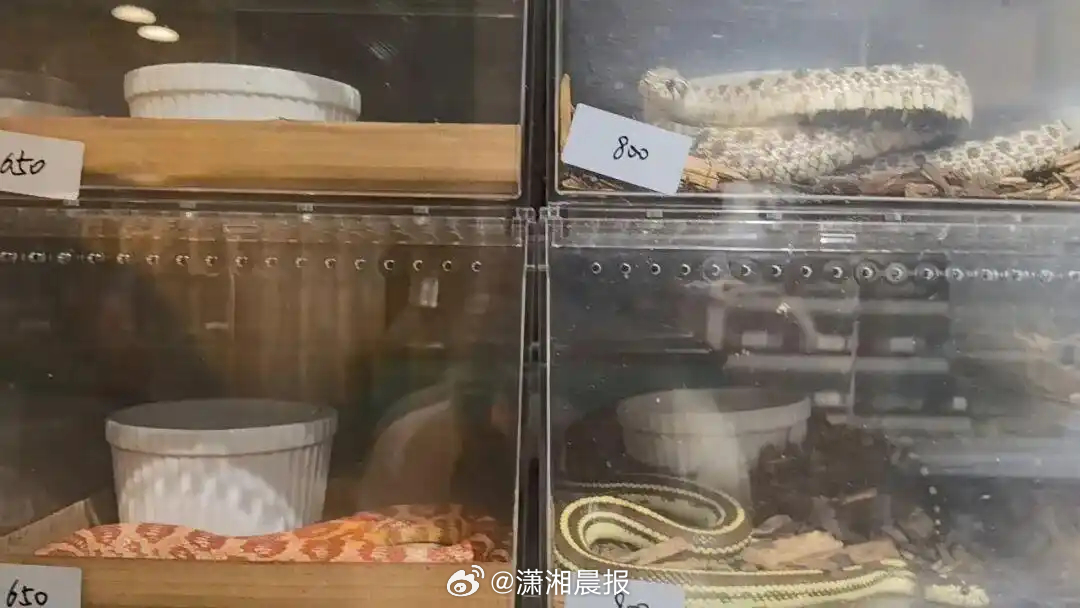 【#Z世代爱上养蛇#】社交平台上，越来越多 Z 世代晒出自己的养蛇日常。这类曾经