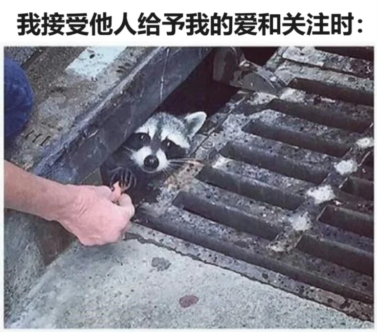 今日份的meme梗图:小浣熊