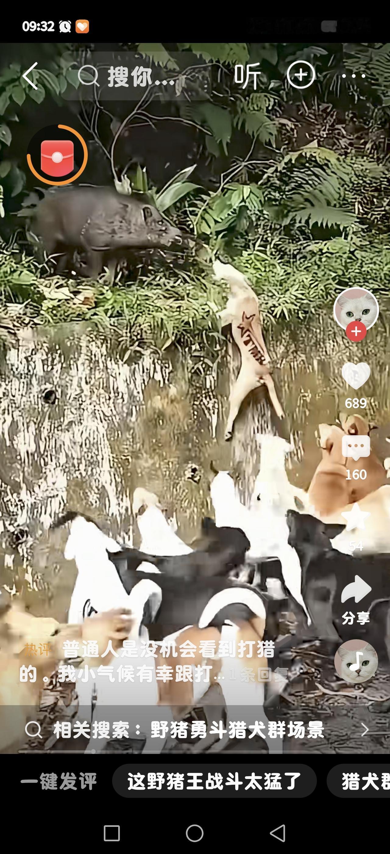 这是一群猎犬围攻野猪的画面，属于非法/违规狩猎，本质上是对野生动物的虐待式猎杀，