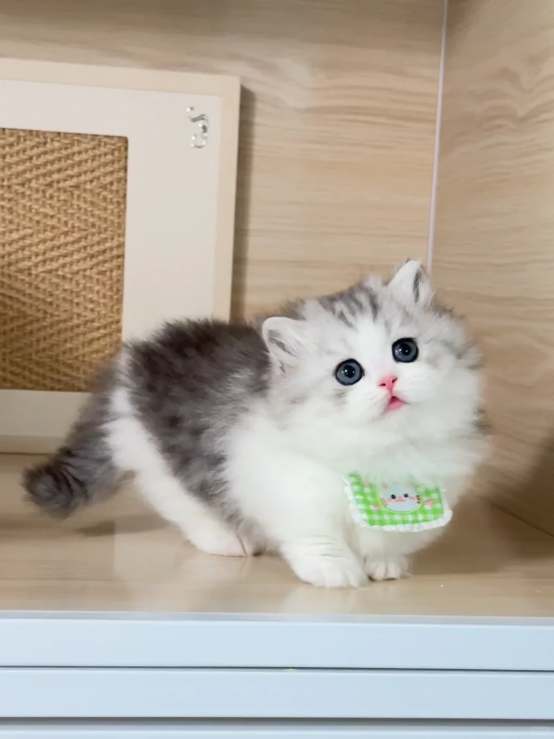 它的脸真的很好看！银白米努特矮脚猫