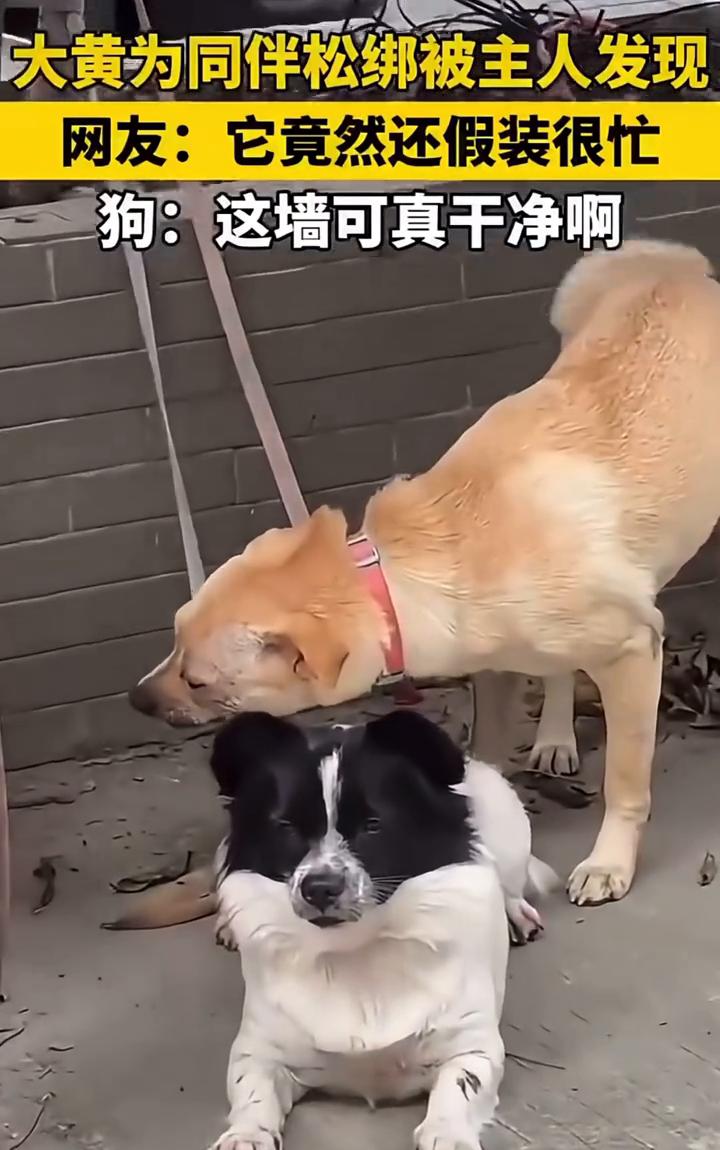 大黄为同伴松绑被主人发现。网友：它竟然还假装很忙。狗：这墙可真干净。
1月26日