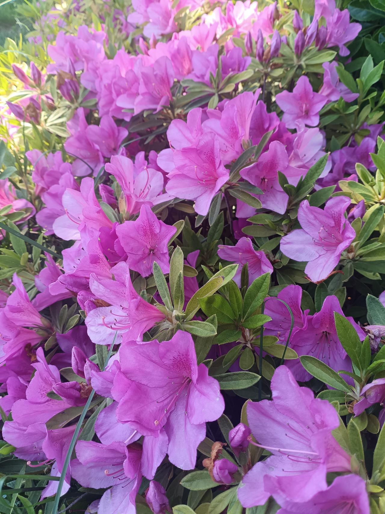 杜鹃满枝绽芳颜，风日晴和，恰是一年最美的盛放时节。