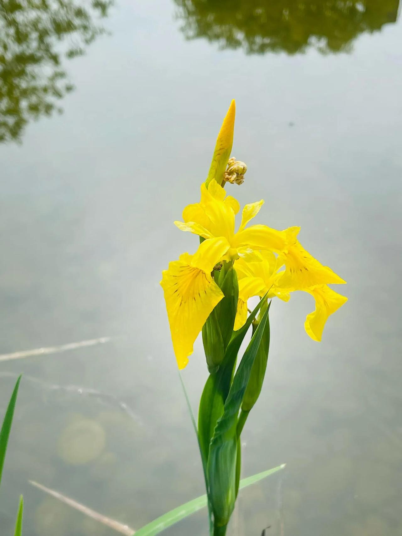清风拂过花枝轻颤，
繁花摇曳温柔漫染春光。