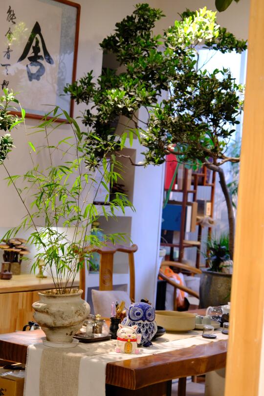 贵阳｜一家绿植中的天花板