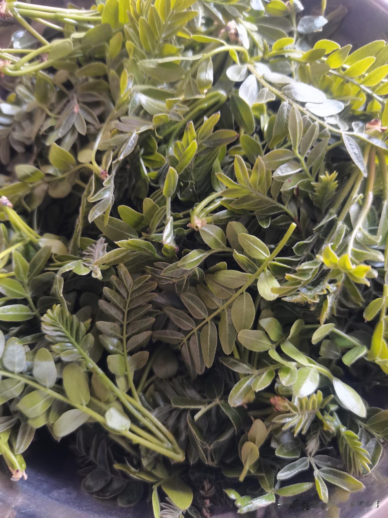 谁能认识这是什么叶子？
这几天，农村大嫂大婶都去撸树叶吃。
我看邻居们都一锅锅的