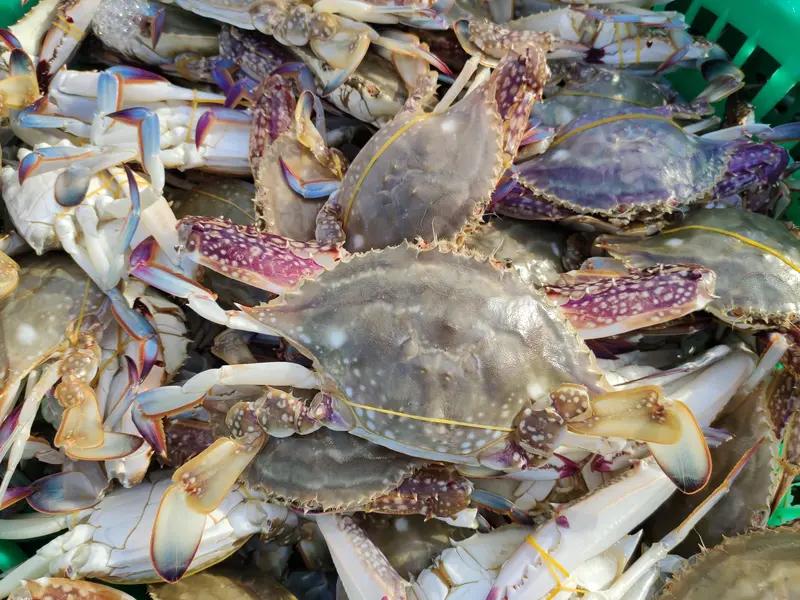 🦀开渔头鲜太贵别着急！舟山头网梭子蟹零售价破百元

浙江东海小开渔，推迟出海的