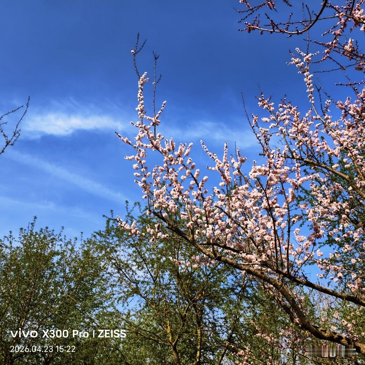 愿日子如花开，向阳而生，温柔且从容。
发一张你相册最近拍的花 分享手机里花朵照片