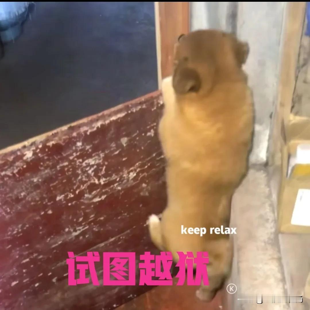 这只小奶狗的胆子真大，还没有断奶就敢越狱了，竟然还越狱成功。

主人为了防止小奶