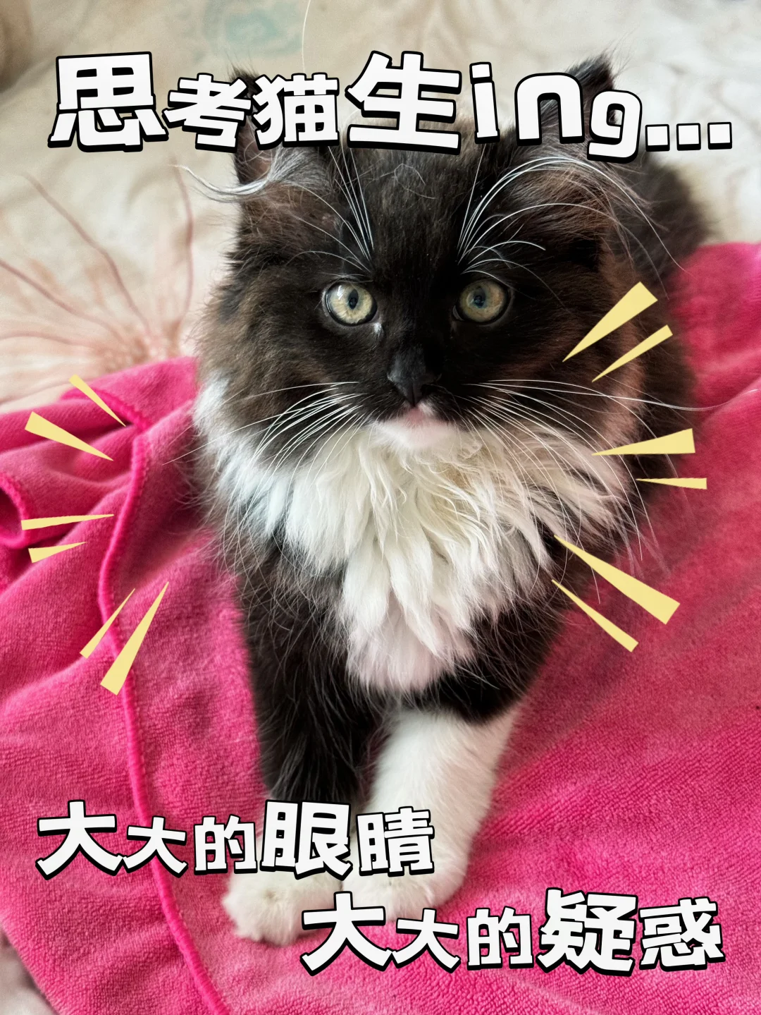 🤔幼猫免疫力低下怎么调理