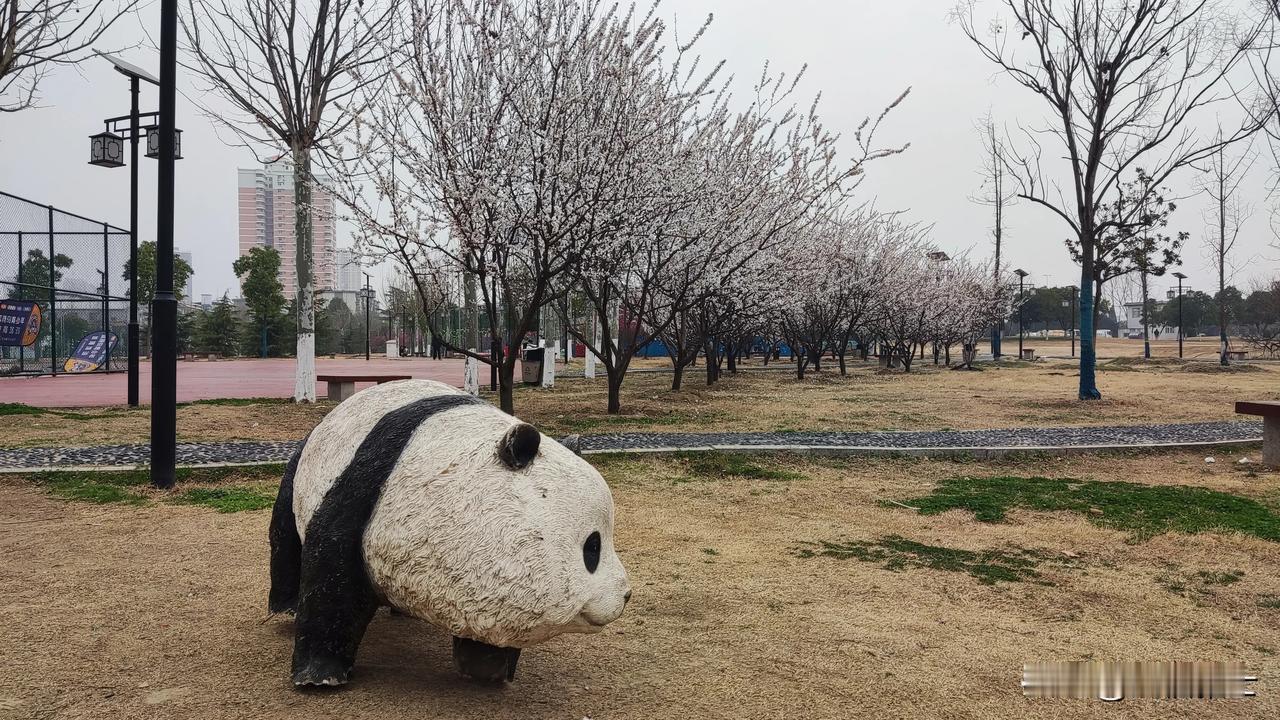 春日生活打卡季熊猫的春天