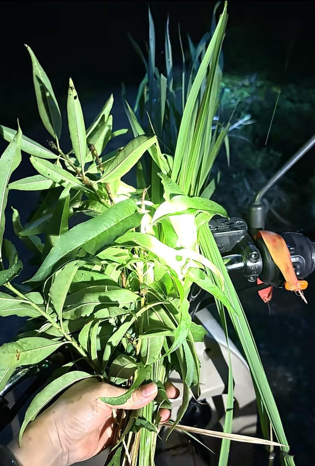 广西网友为了在深夜喝上一杯奶茶是什么招都用上了，最近刷到很多广西网友晚上去喝奶茶