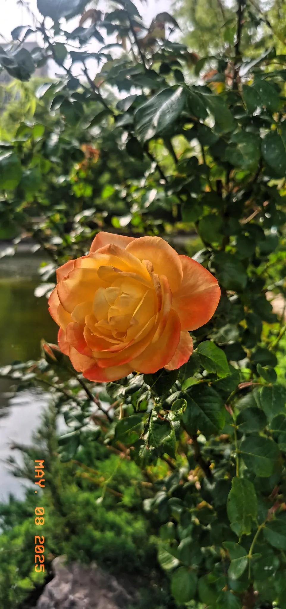 春日暖阳下的橙黄色玫瑰，绽放自然之美。🌸🌞