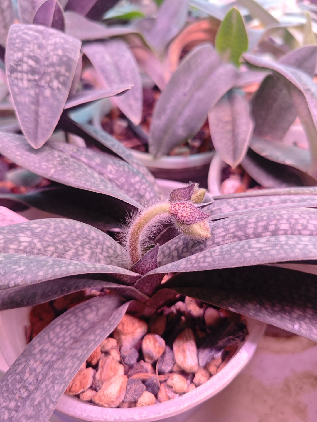 Paph.micranthum var.eburneum（广西玉女兜兰，黄绿沙纹