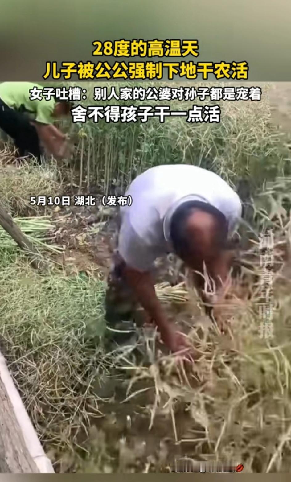28度的高温天。儿子被公公叫去干活，女子吐槽:我儿子在家里，我都舍不得孩子干一点