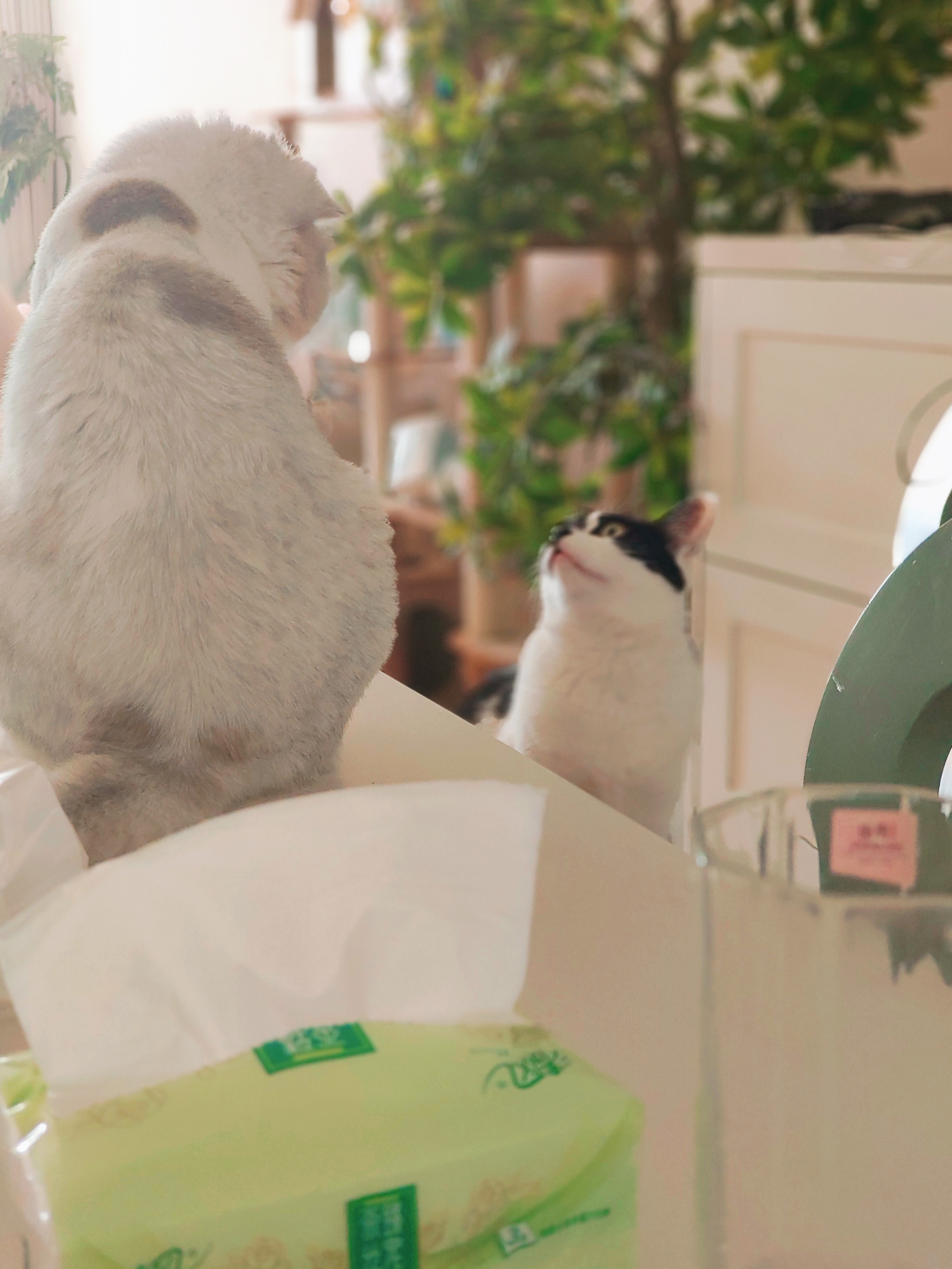 一颗猕猴桃 :-P 🥝🌸 