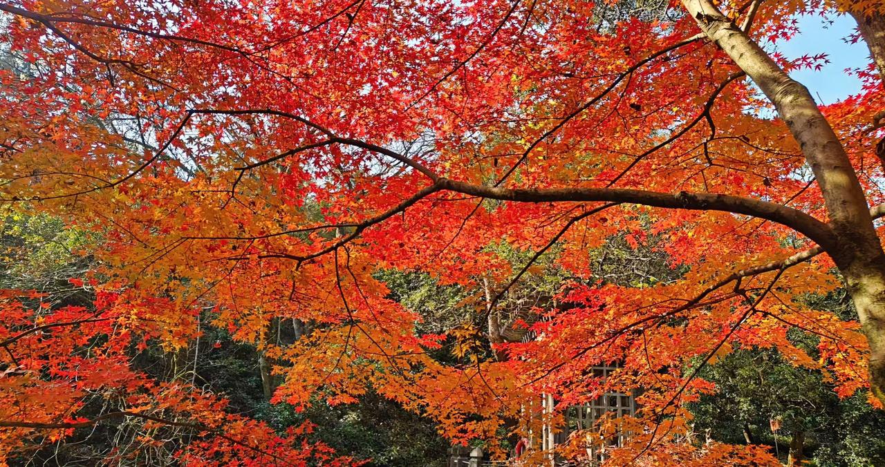 “甲流”过后，如何调养身体？

今年甲流来势猛，不少人康复后仍浑身乏力、稍动就喘