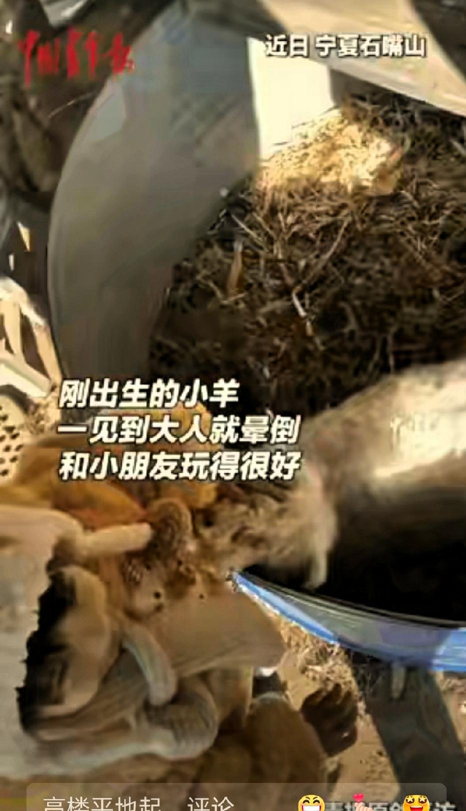 “科学都解释不清了！”宁夏石嘴山，一男子家里生了一窝小羊，结果有一只特别“与众不