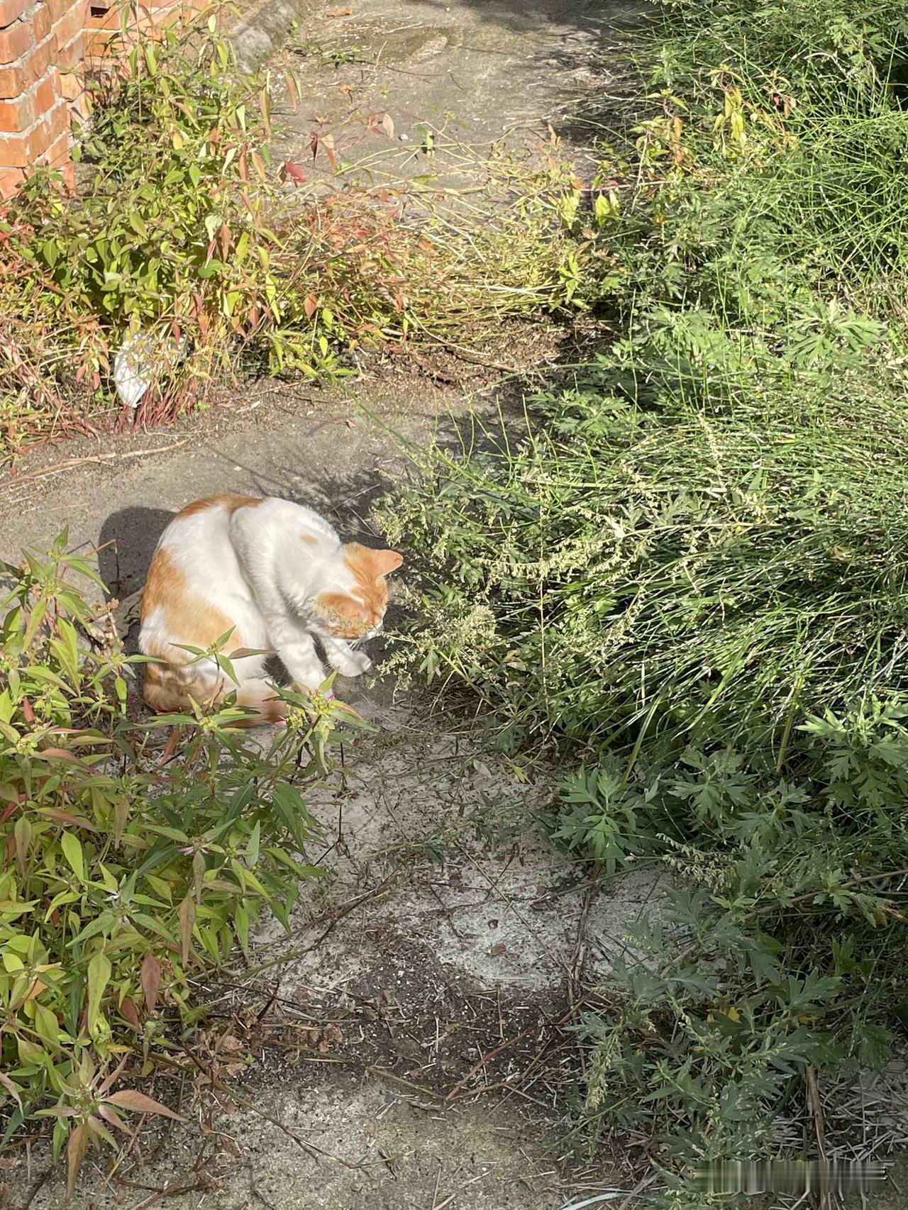 又是一个难得的太阳天，小花猫在院子里愉快地晒太阳。