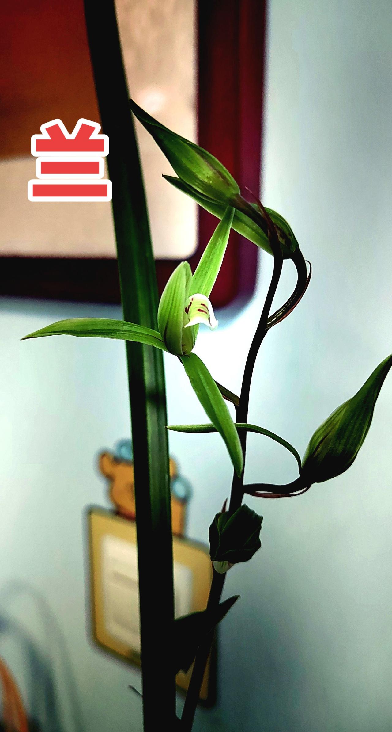 兰花种植 原创作品