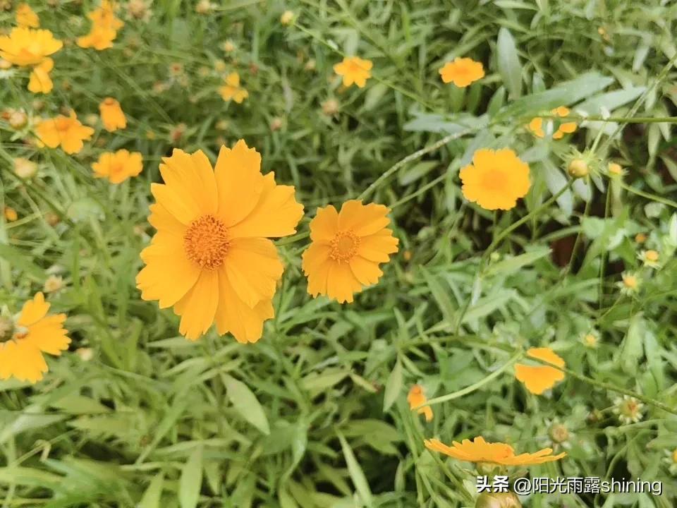迷人的路边小野花黄色小花🌸，不知道叫什么名字。