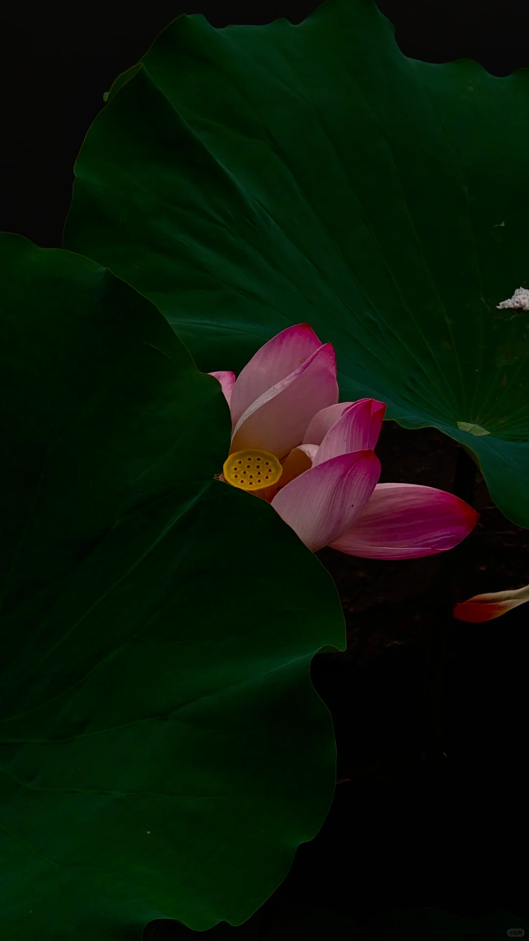 一池荷花，一片禅心。纯净高雅，与世无争。
