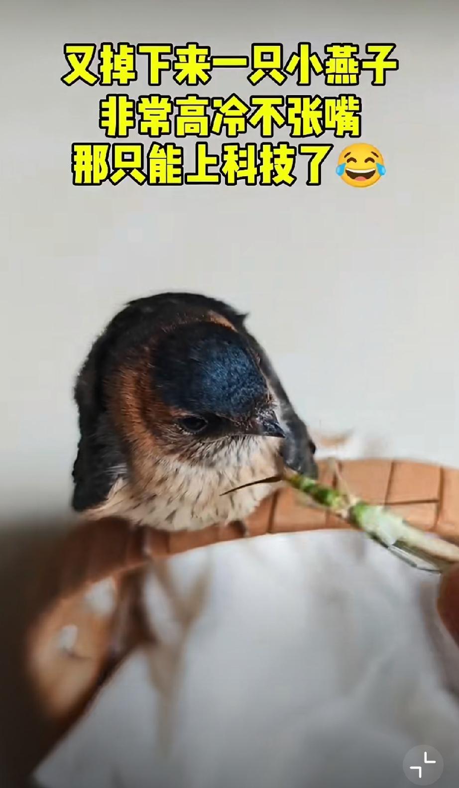 小燕子和如今的小孩一样，不刷手机不下饭啊…[泪奔][泪奔][泪奔]生态小燕子 小