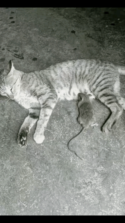 这个世界太疯狂了，猫和老鼠成好朋友了！