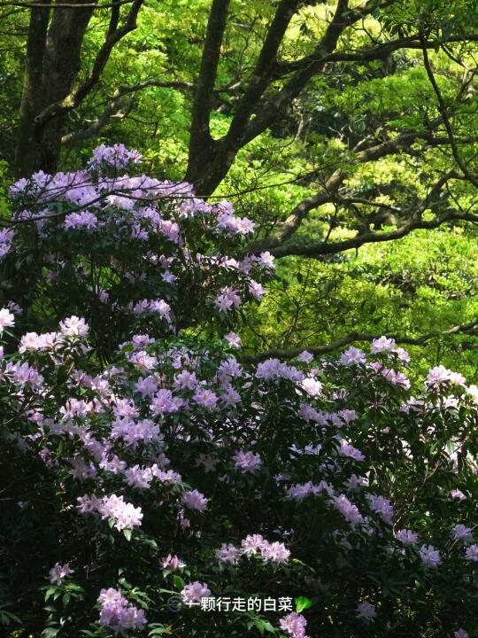 梧桐山花讯｜毛棉杜鹃本周末达到盛花期