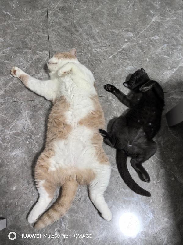 #晒出你家猫咪的躺姿#
#猫图怪盗#
嘿嘿嘿~
小猫咪躺着的时候太萌啦~