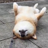 软虾说说娱乐
