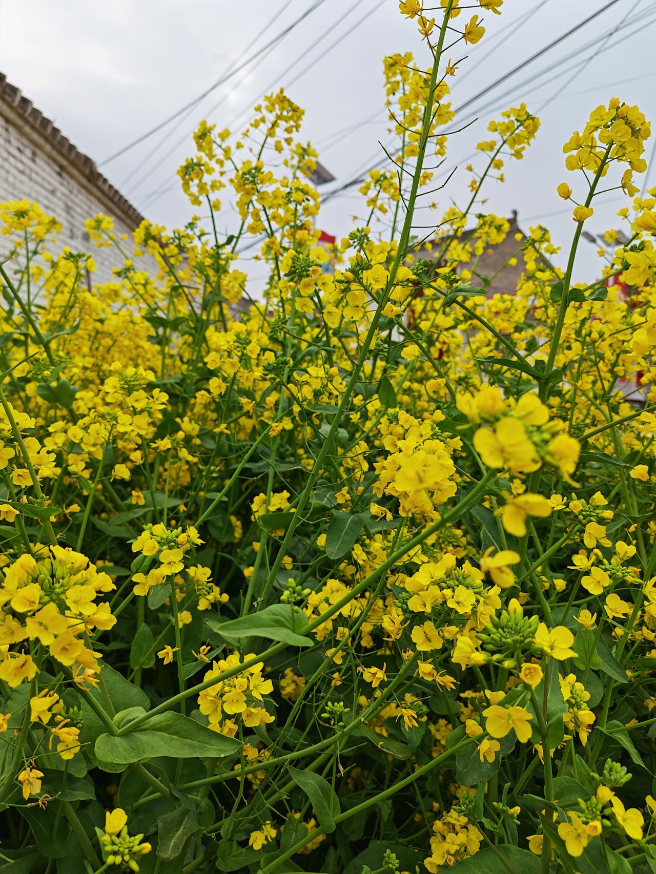 晒图笔记大赛油菜花的春天，金色的世界。