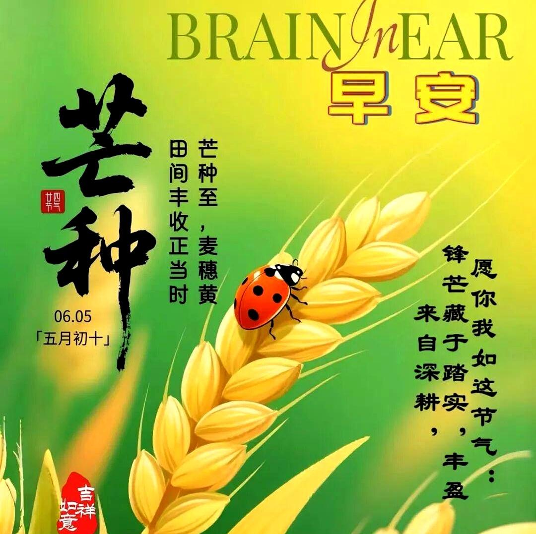 芒种一到，日子就明显忙起来了。
麦浪翻着金边，稻花也开始飘香，真不是随便说说，眼