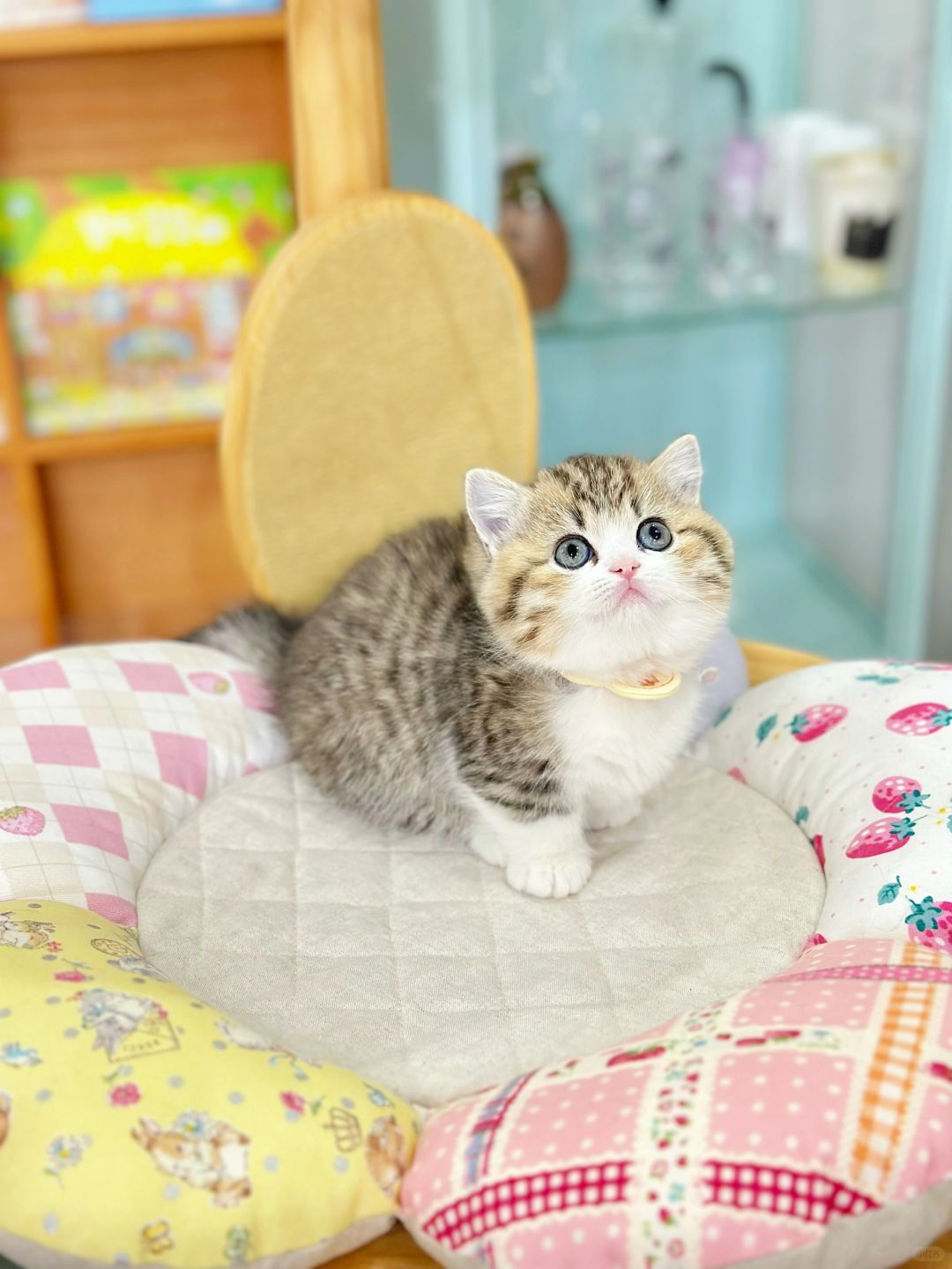 胖宝宝胖宝宝 金虎斑加白矮脚猫