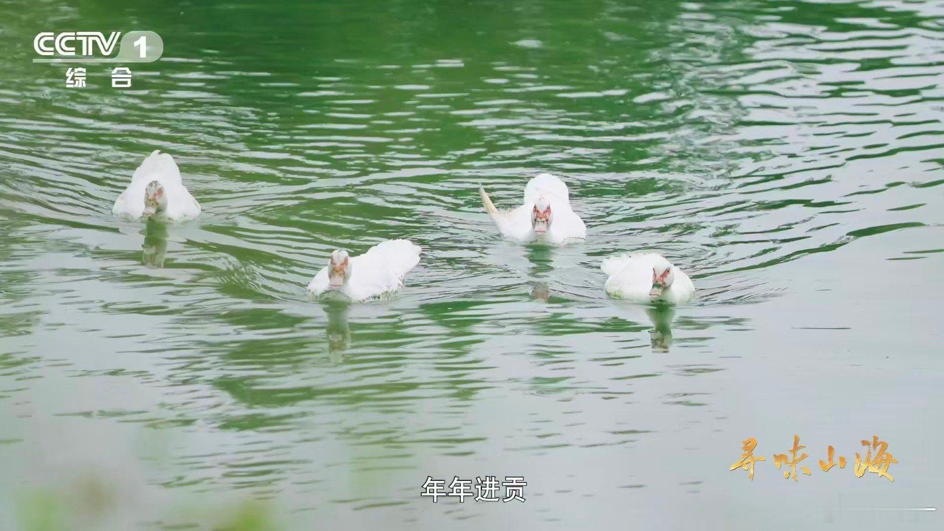 湖北这种鸭子的肉质能比肩牛肉 从千岛秘境飞出的养生珍品！阳新屯鸟以实力证明：禽肉