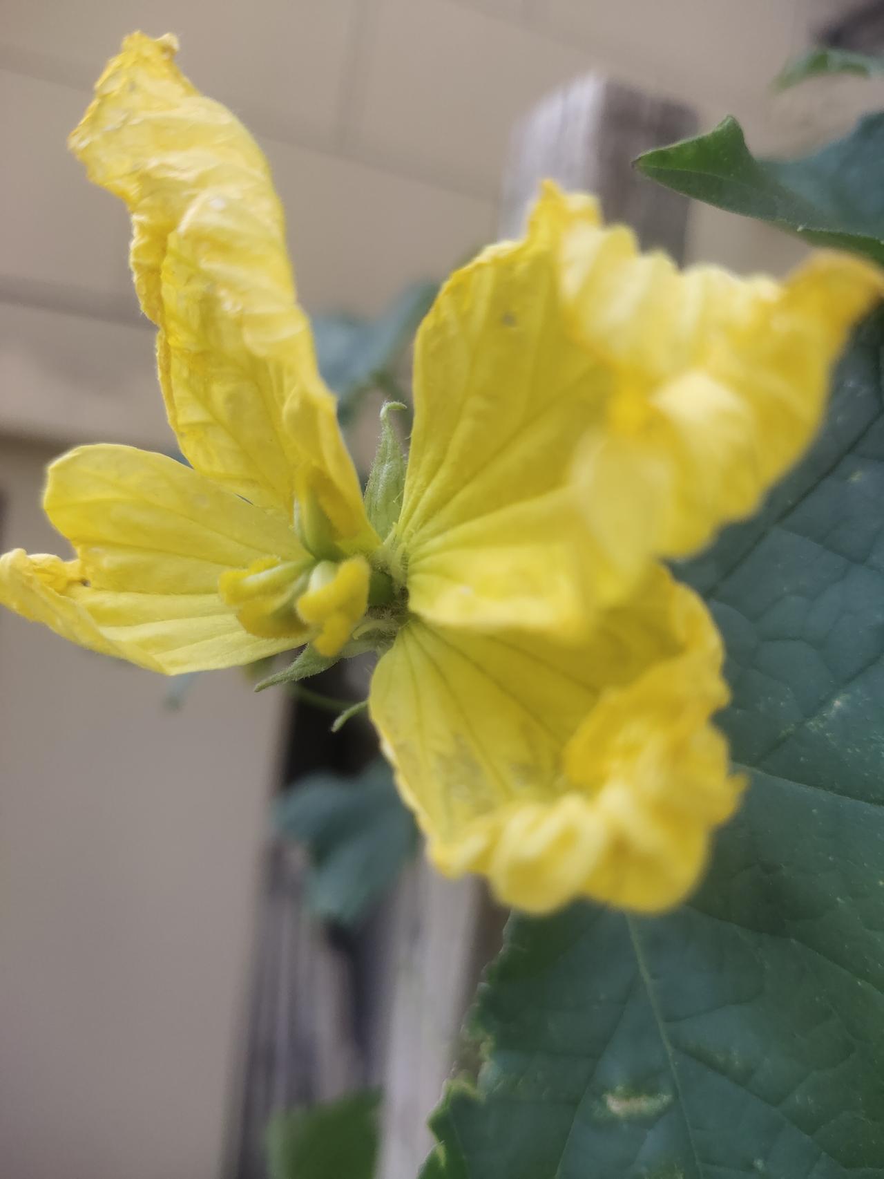 这几天阳光很好，我凉台上的花儿也开得很带劲，太阳花和仙人球花都喜欢阳光，太阳越好