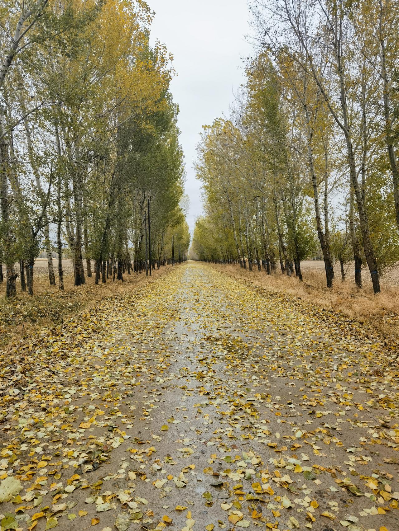 小雨过后，乡间小路。