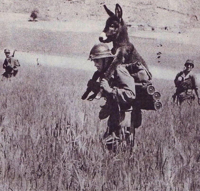 一名法国外籍军团士兵扛着一头驴。阿尔及利亚，1958年夏。
1958年阿尔及利亚