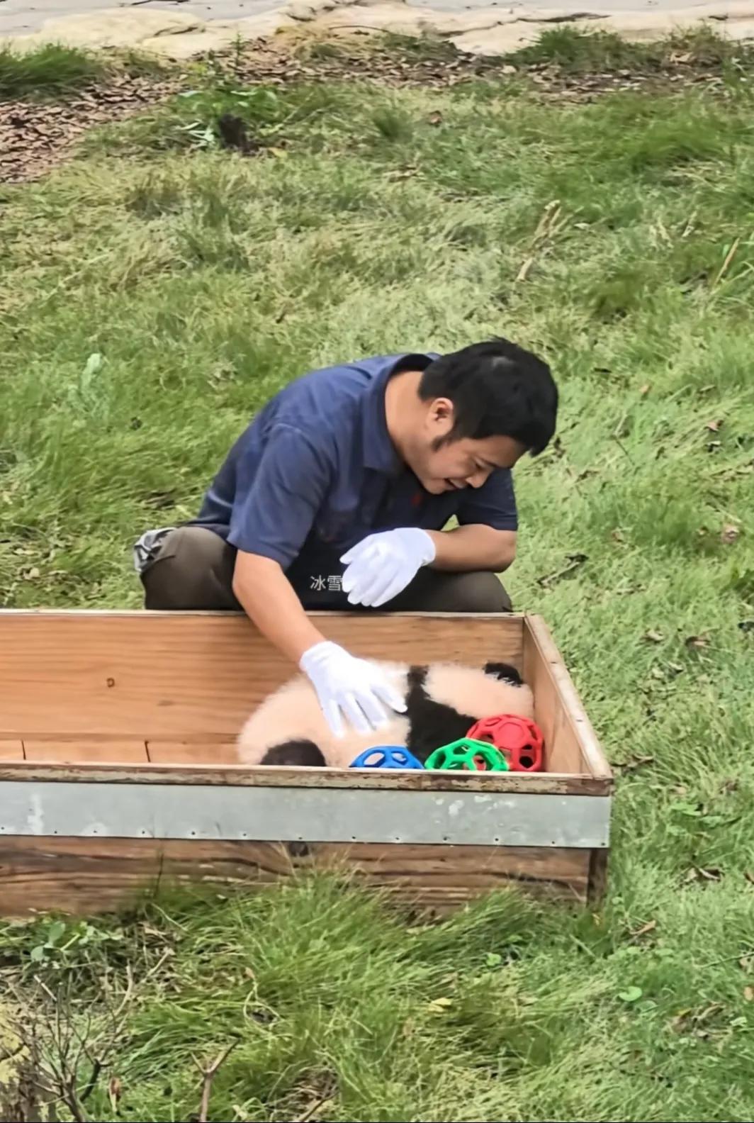 墩墩奶爸，放开那个小熊，让我来！又是羡慕饲养员的一天啊！
奇三妹又出来晒太阳了，