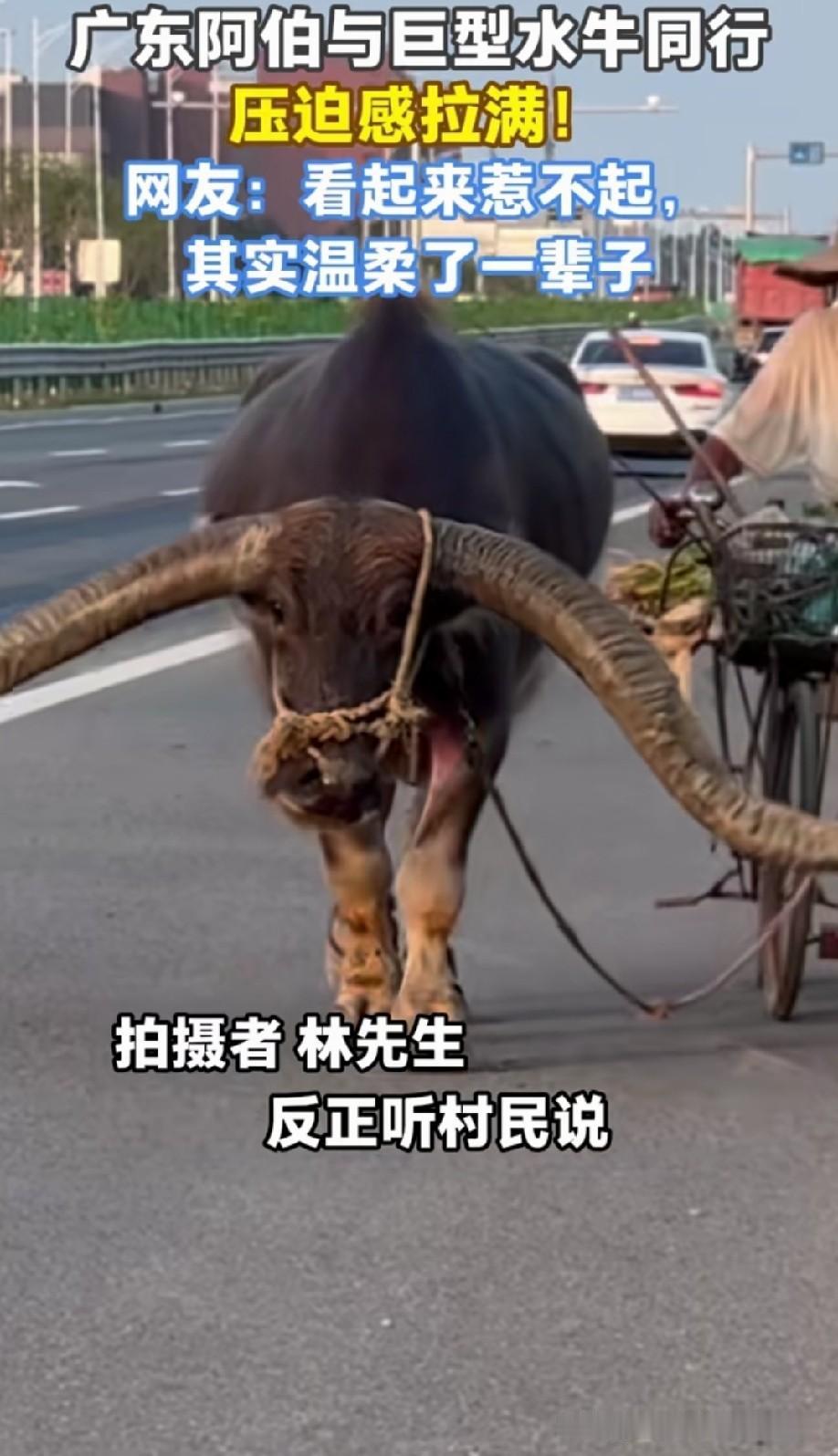 这牛的角长这么长，睡觉的时候应该不方便，比较遭罪，不能侧躺又该怎么睡？