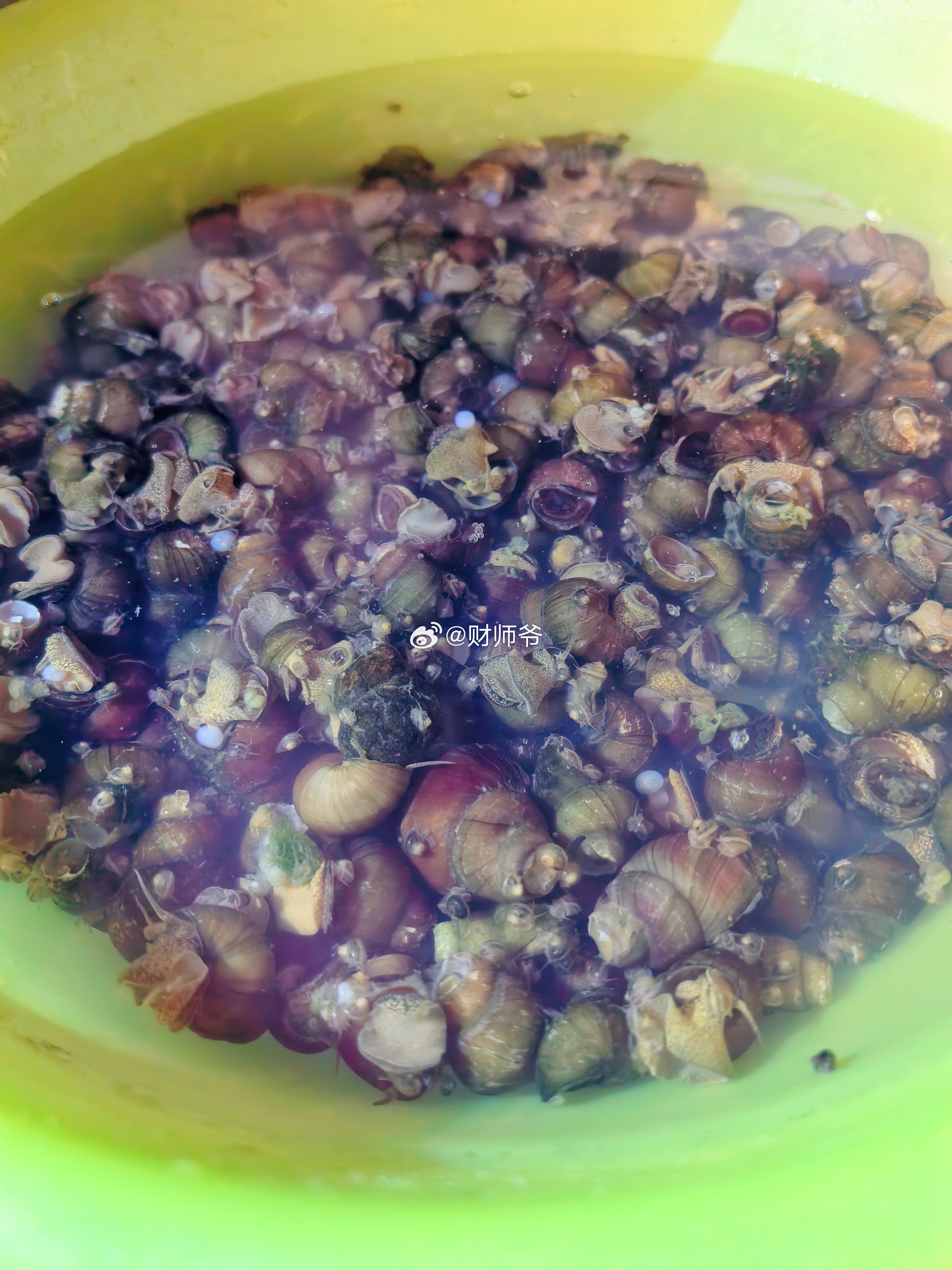 江南人，又到了一年一度吃螺蛳的时节了。