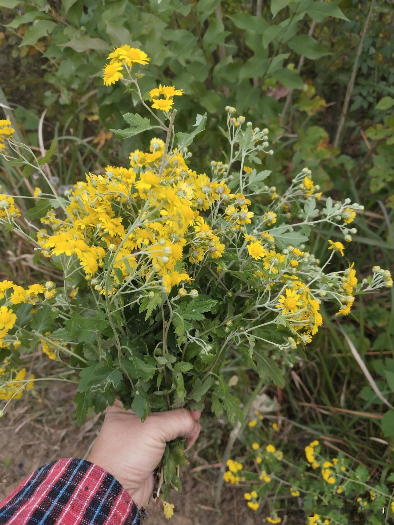 秋天到了，外面的野菊花开得金灿烂的，散发着迷人的清香！