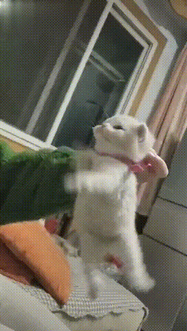 【主人揪着小奶猫的后脖颈，小奶猫爪子来回拨愣，猫：我要打洗你！】铲屎官：哎呀呀，