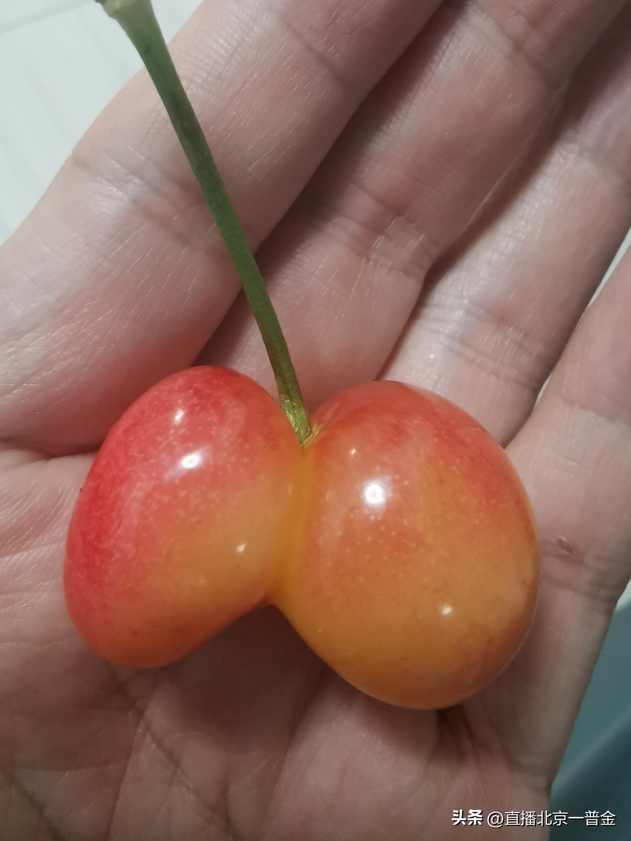 像不像人体樱桃，很有喜感[呲牙]