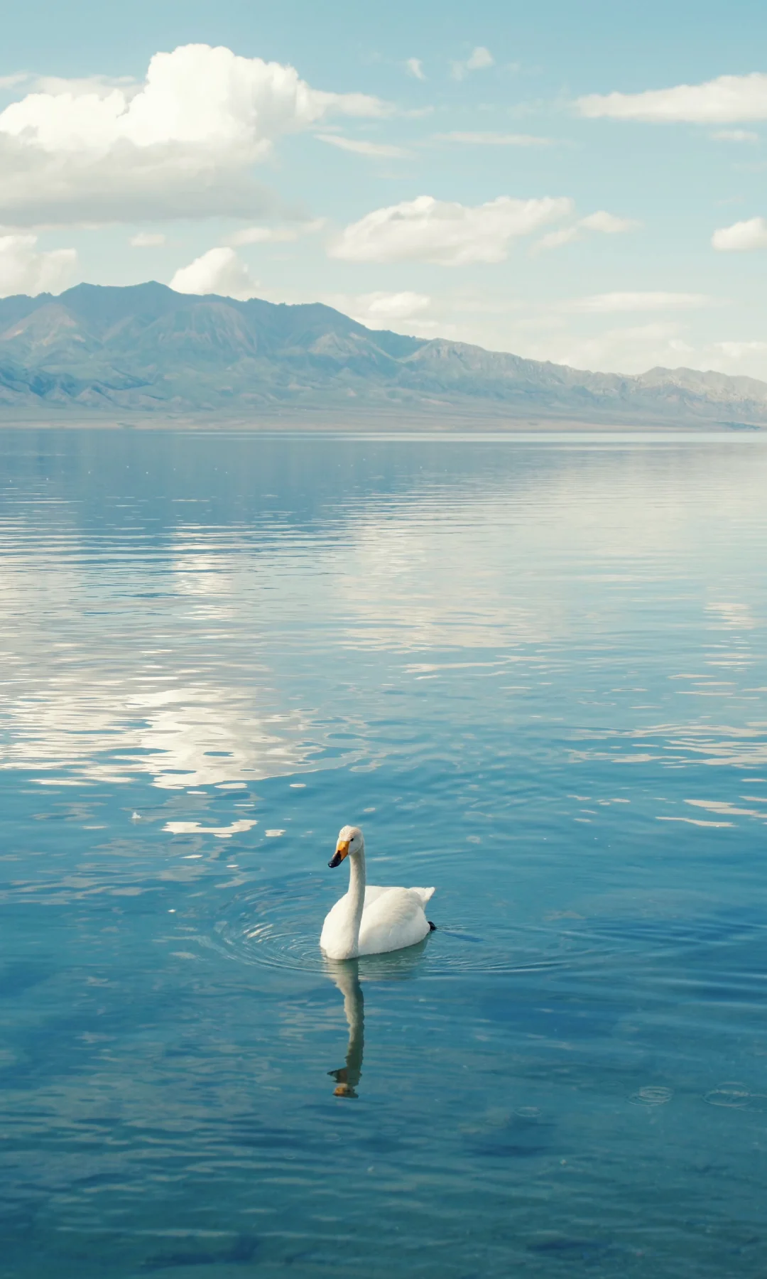 𝑻𝒉𝒆 𝒔𝒘𝒂𝒏 🦢