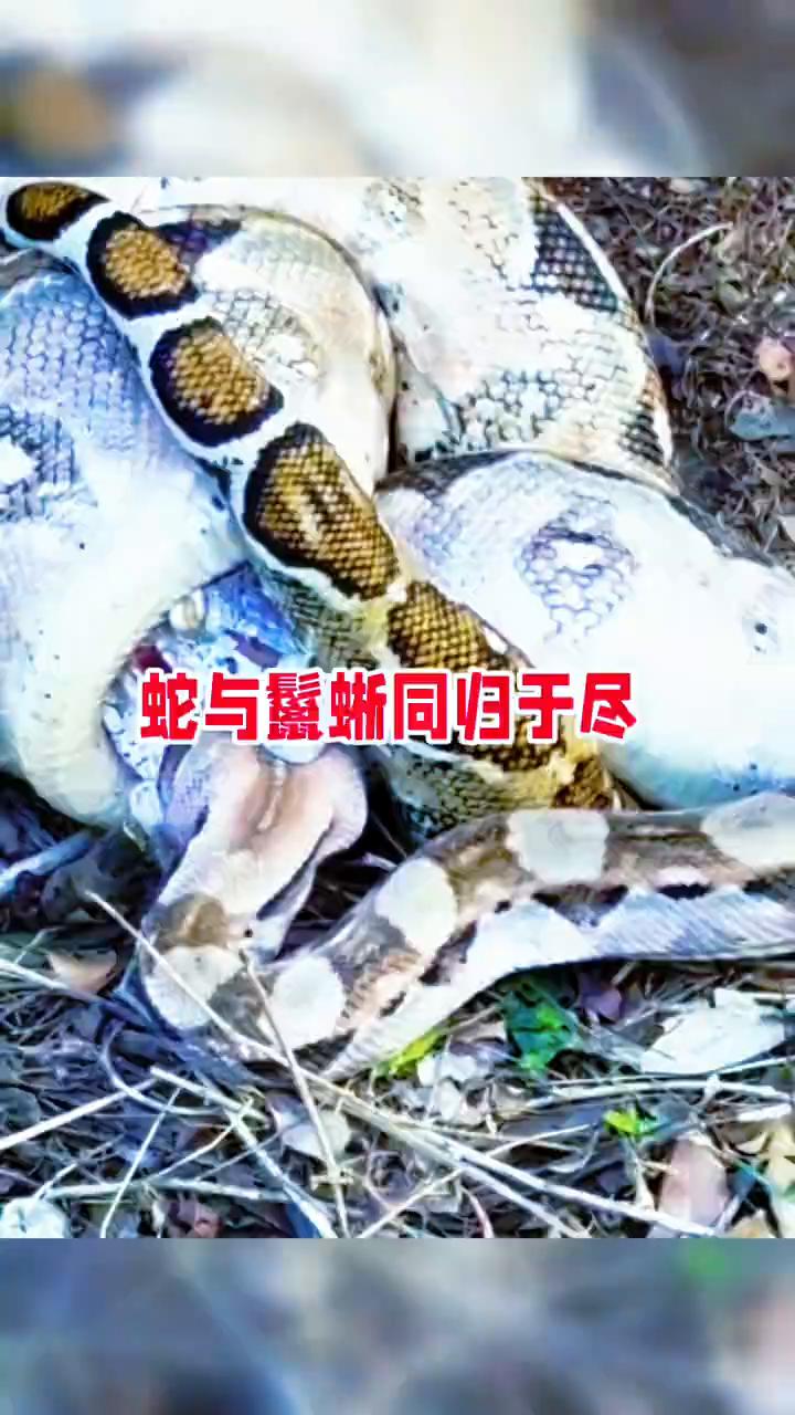 蛇与鬣蜥同归于尽。